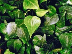 le pothos